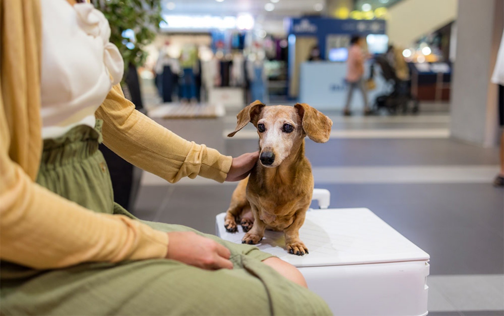 Agência de viagens condenada por impedir embarque de cão em voo internacional