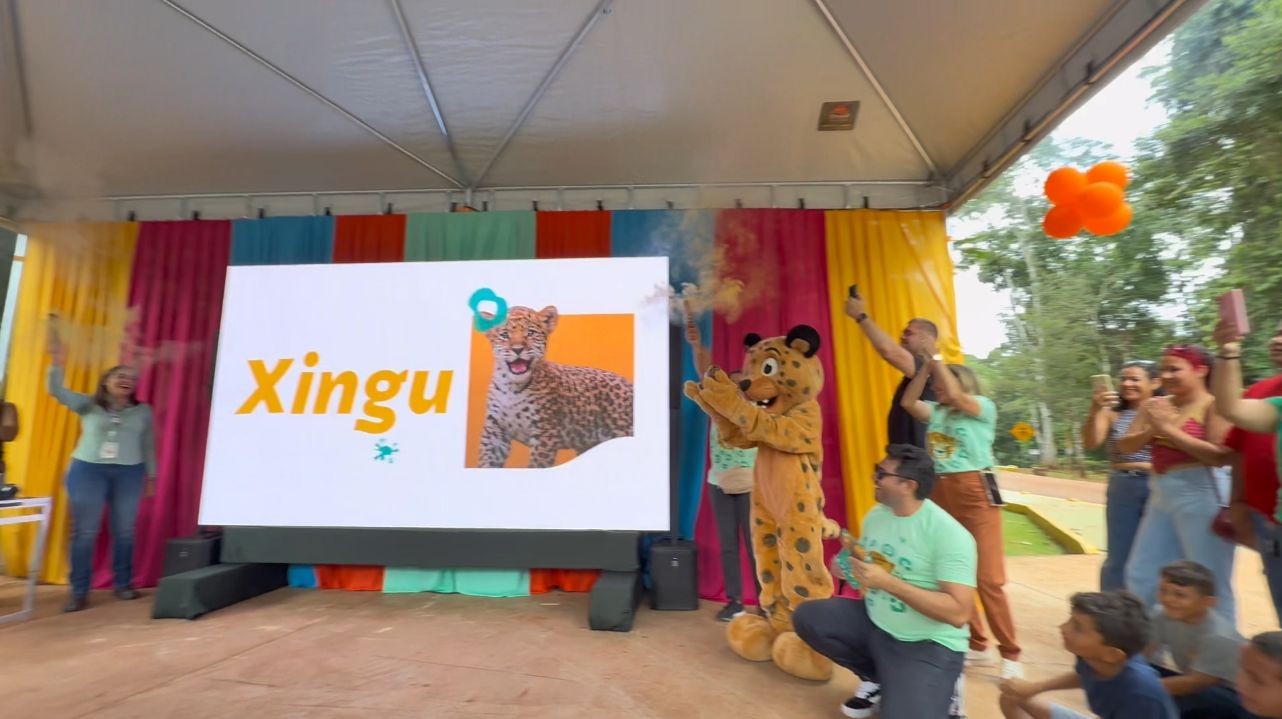 Filhote de onça-pintada ameaçada de extinção ganha nome de 'Xingu' no Pará após votação popular