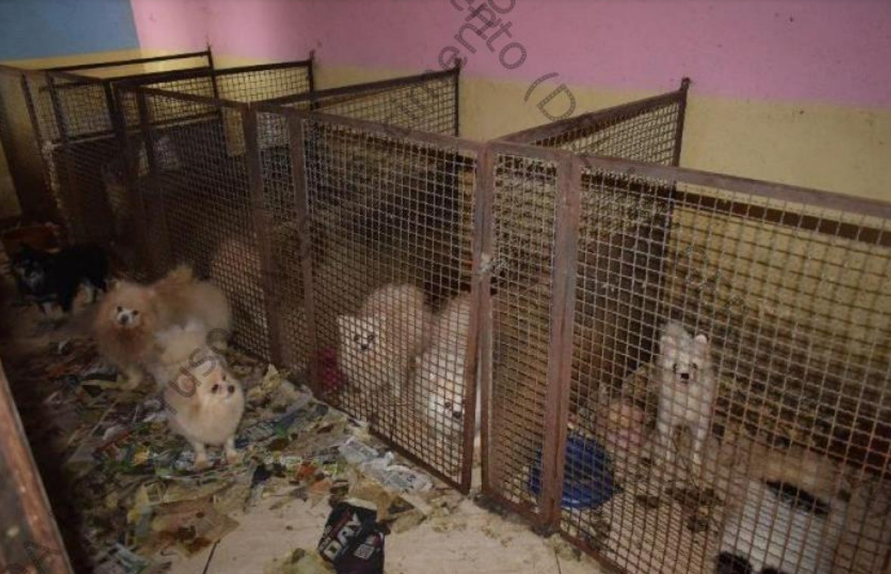 Casal acusado de maus-tratos contra 134 cães e quatro gatos é condenado a pagar indenização de R$ 690 mil em Limeira