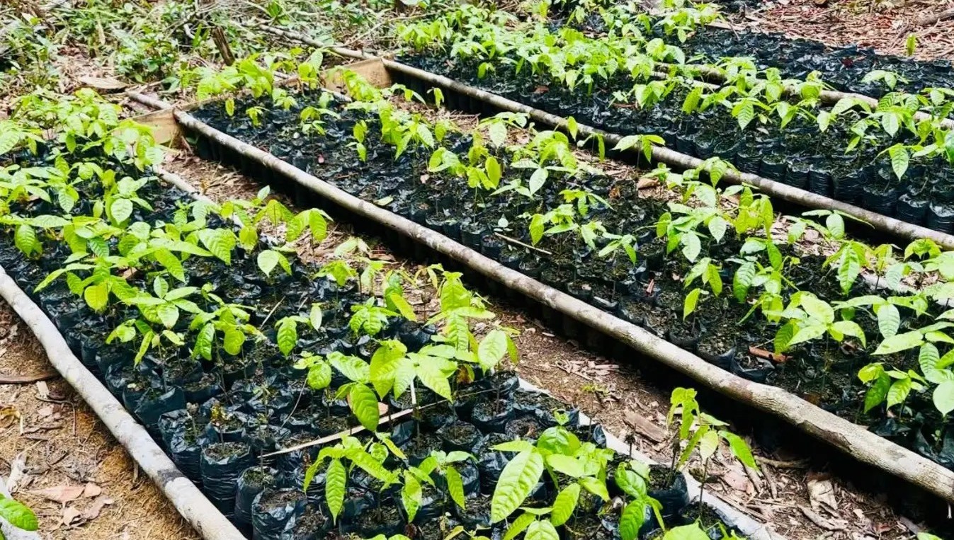 Defensivo agrícola natural com cebola e alho é alternativa sustentável aos agrotóxicos no AP