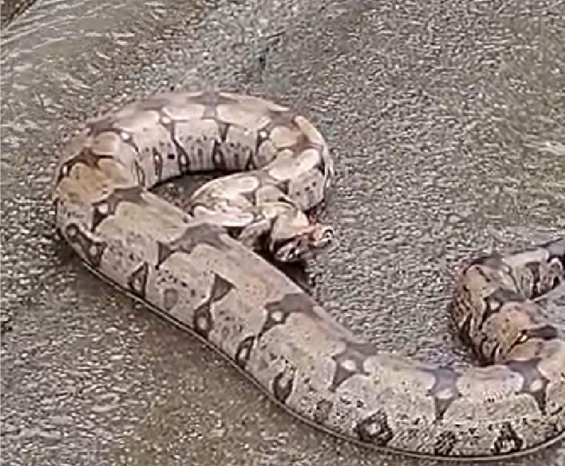 Jiboia de 1,5 metro é capturada pela Guarda em anel viário de Limeira e solta em área de proteção ambiental