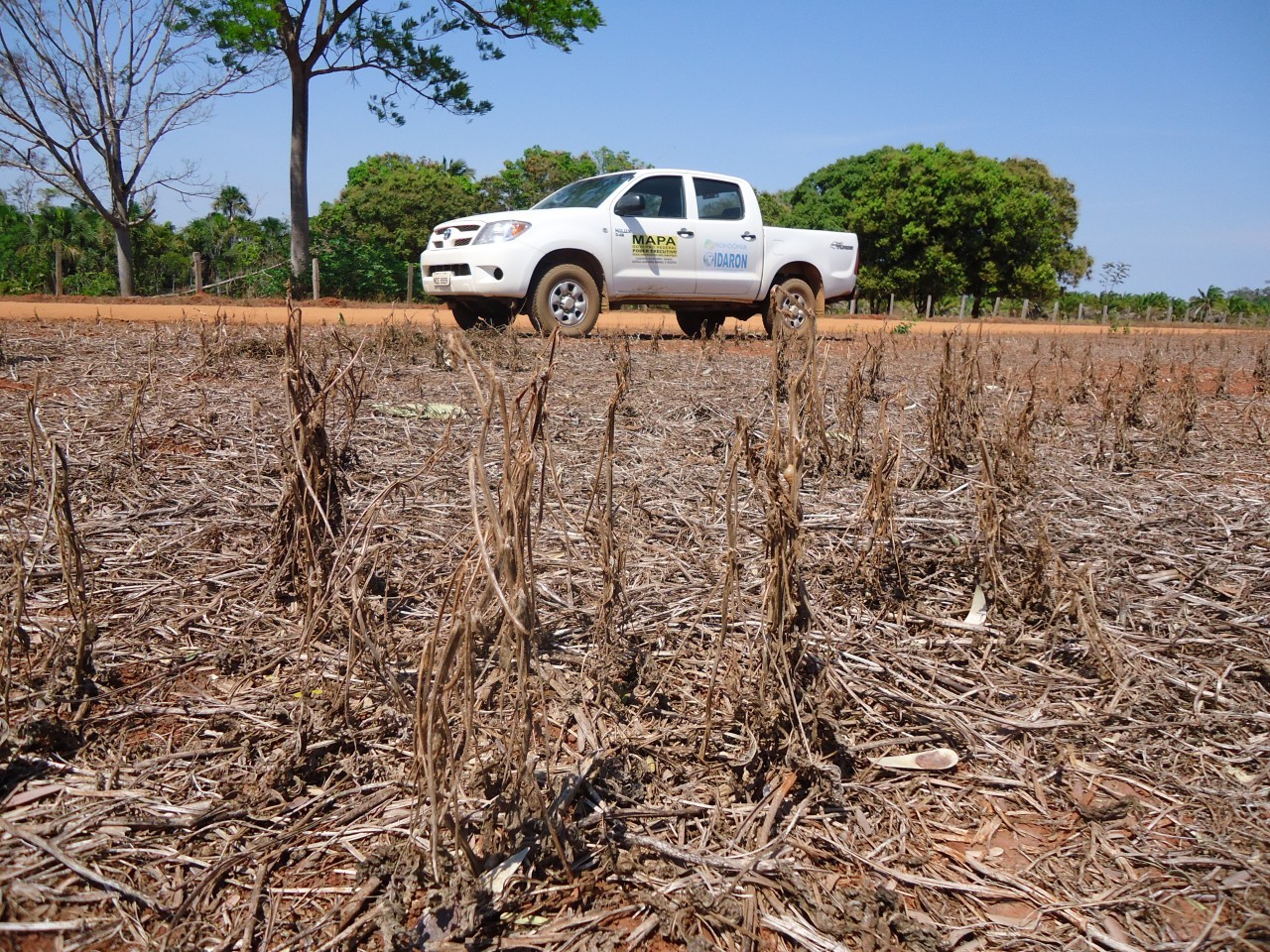 Durante 90 dias, fica proibido plantar ou até mesmo manter viva qualquer planta de soja em RO