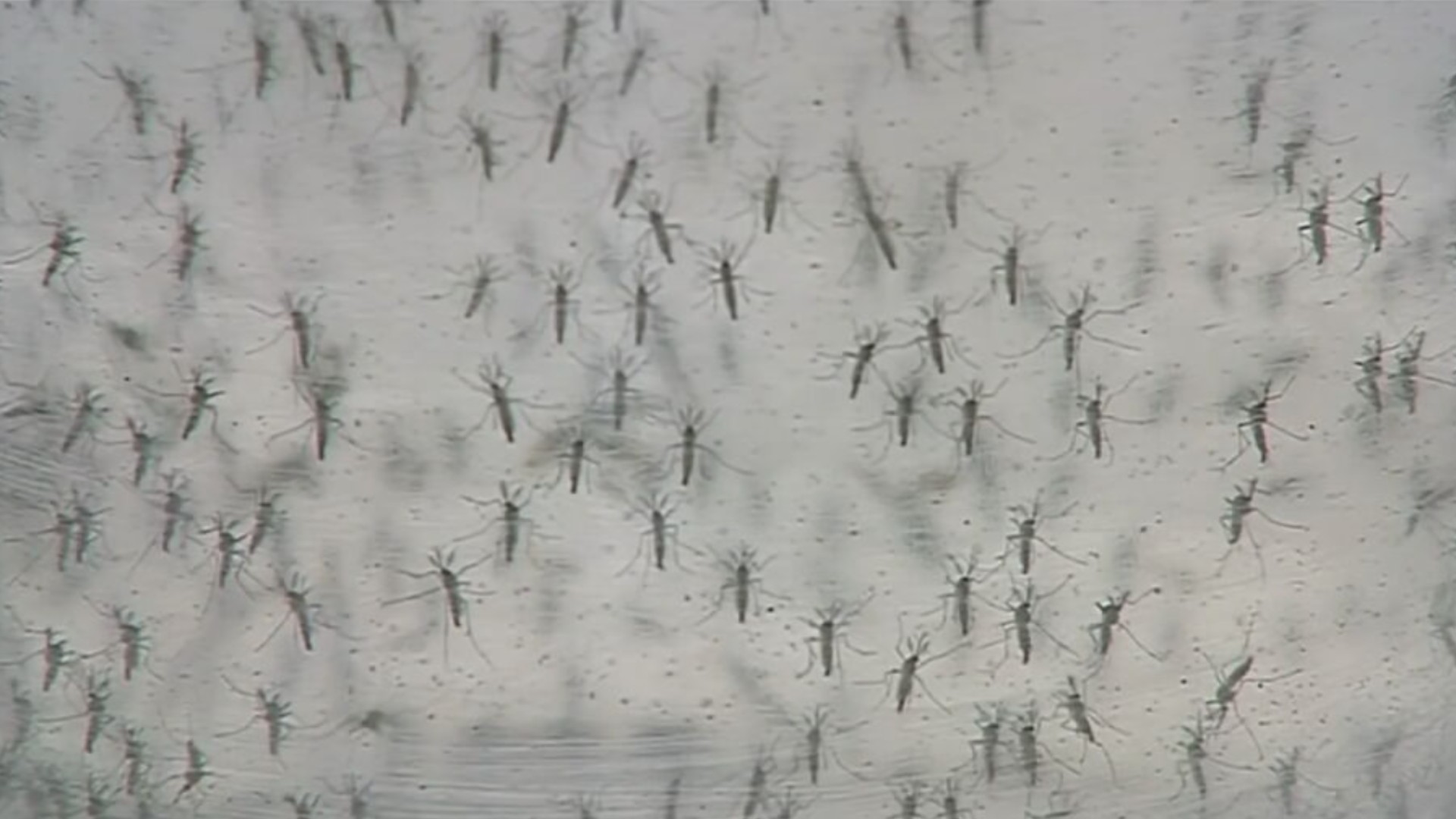 No grupo de risco para dengue, gestantes devem redobrar cuidados para evitar contaminação: 'Repelente é perfume diário'