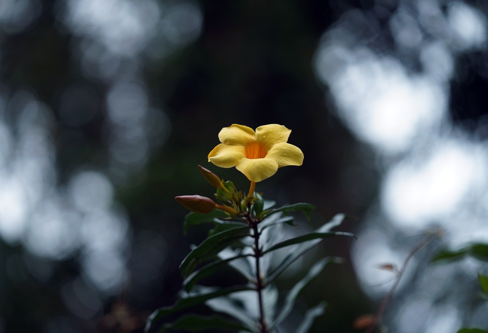 Primavera começa dia 23 de setembro — Foto: Marcos Serra Lima/g1