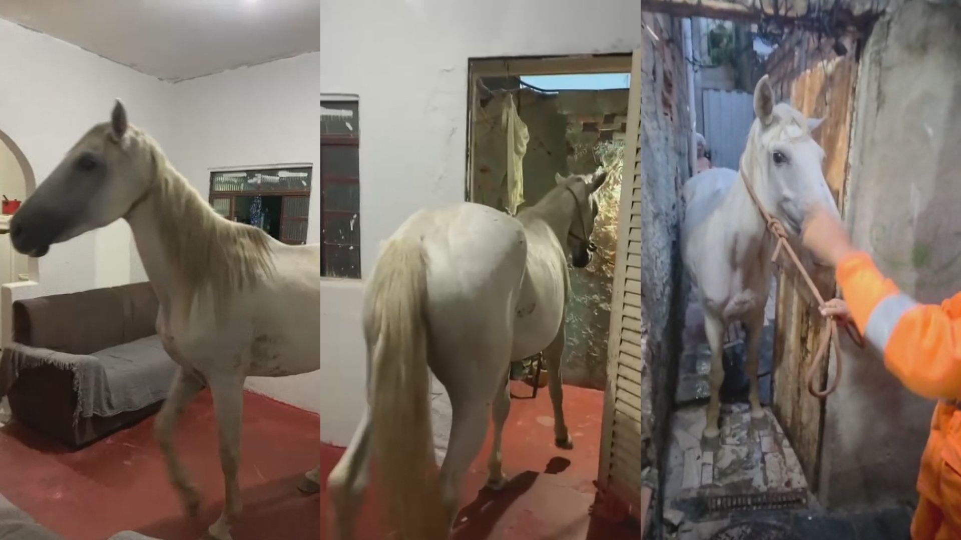 VÍDEO: cavalo fica preso em beco e é resgatado pelos bombeiros na Grande BH