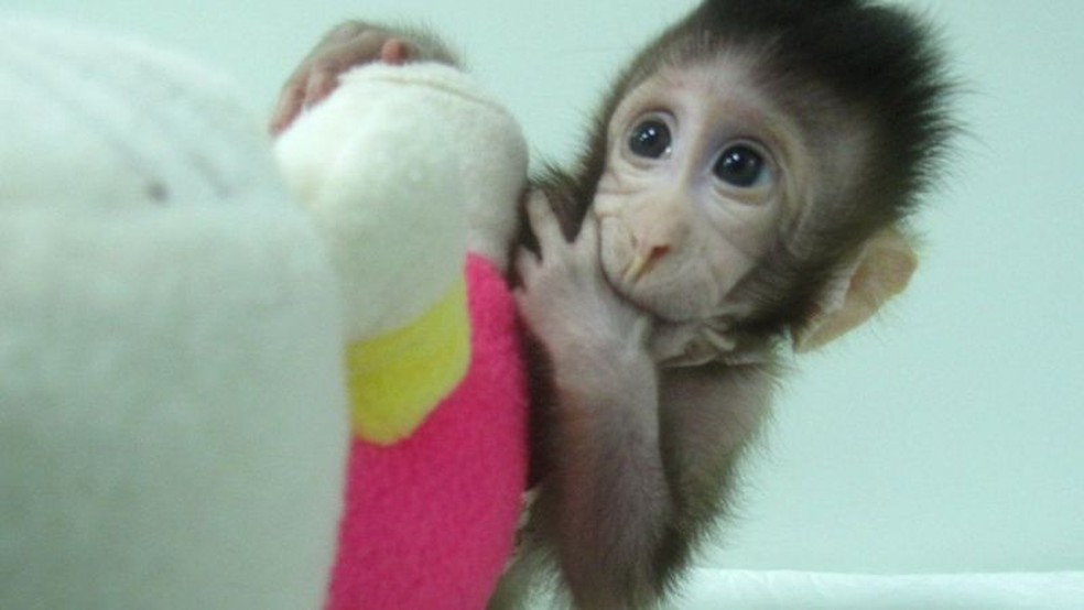 Zhong Zhong foi um dos primeiros macacos clonados em 2018 — Foto: Academia Chinesa de Ciências (BBC)