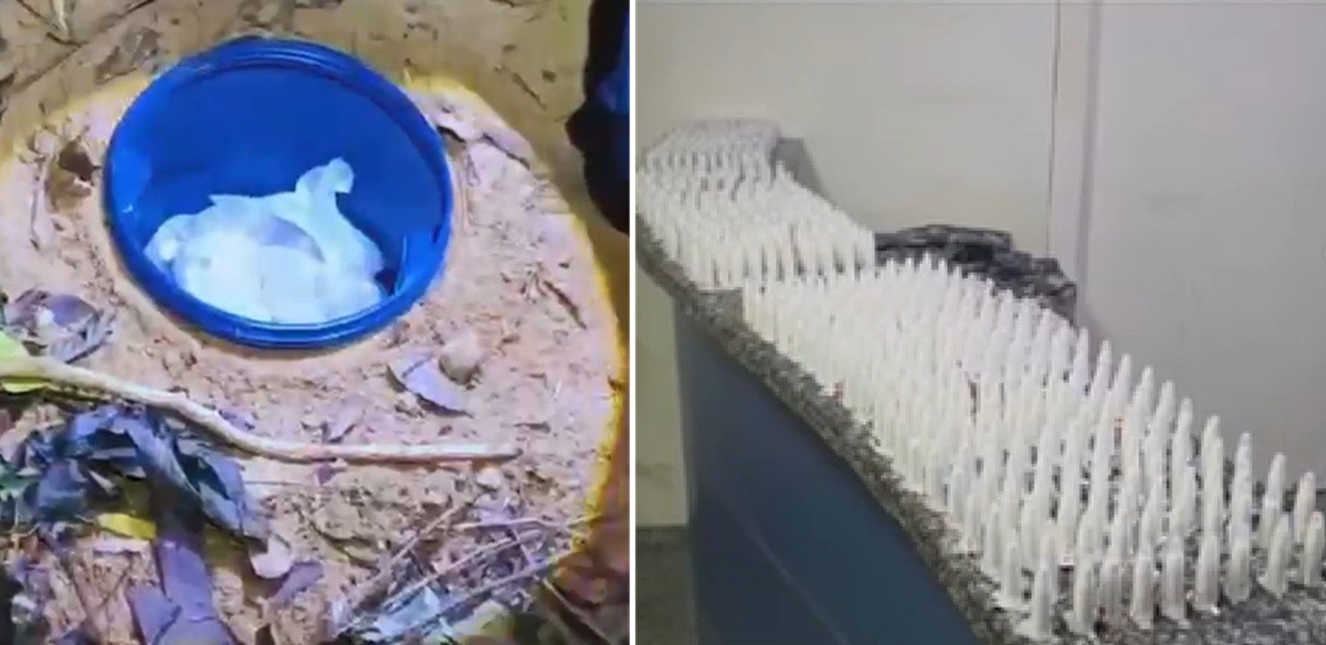PM encontra 1,8 mil pinos de cocaína enterrados em Bom Jesus de Itabapoana