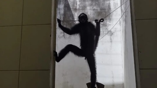 É #FAKE que macaca-aranha resgatada em Mato Grosso passou 20 anos bebendo e fumando narguilé - Veterinária que atuou no resgate, em 2021, negou uso habitual de álcool ou nicotina. Segundo a profissional, exames apontaram que animal tinha entre 10 e 12 anos de idade.  