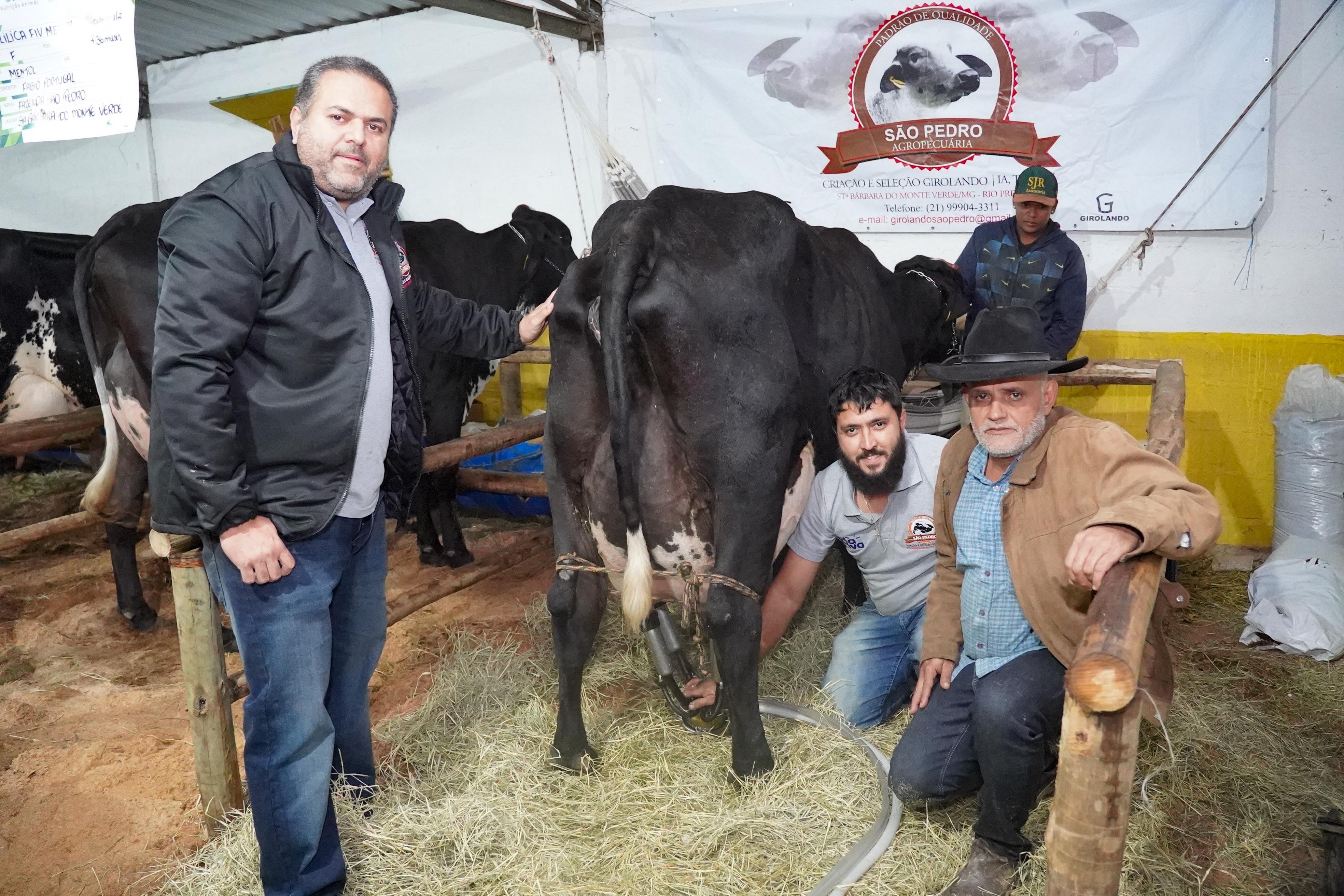 Conheça a ‘vaca raiz’, que vive sem cuidados especiais e produziu 103 kg de leite em MG