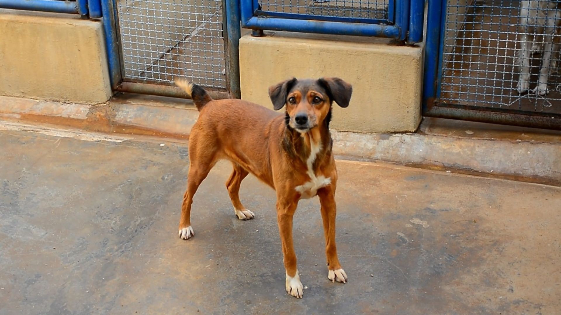 Saiba como adotar animais no Canil Municipal de Franca, SP | G1