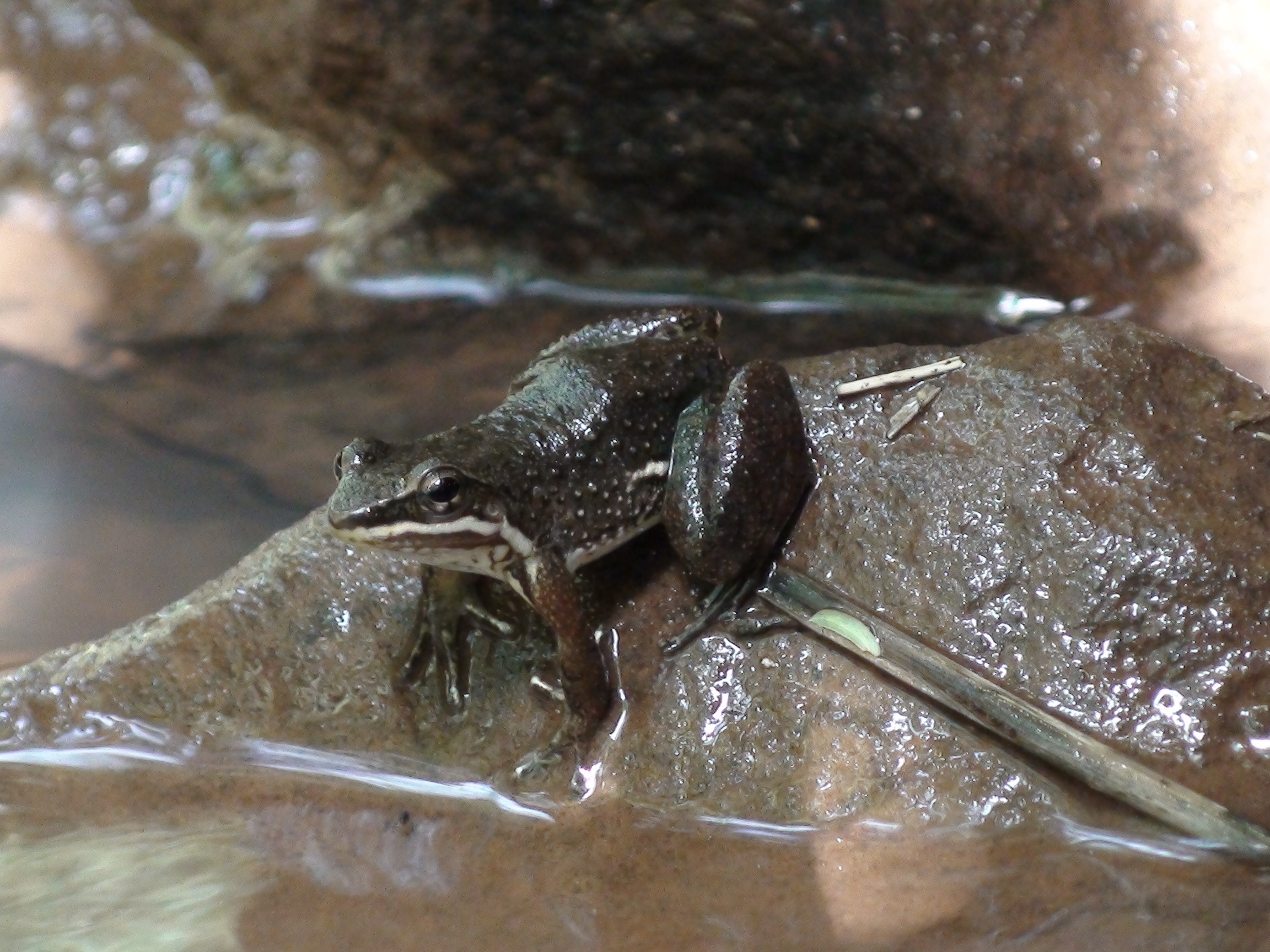 Elas também cantam: estudo derruba mito centenário sobre mais de 100 espécies de sapos