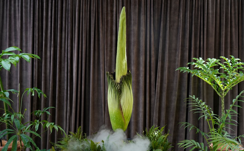 Flor-cadáver é exibida no no Jardim Botânico de Sydney, na Austrália. — Foto: AP/ Rick Rycroft