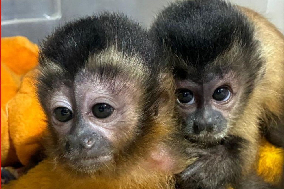 Filhote de macaco resgatado agarrado à mãe morta faz ‘amigo’ e é reinserido na natureza em MT — Foto: Reprodução