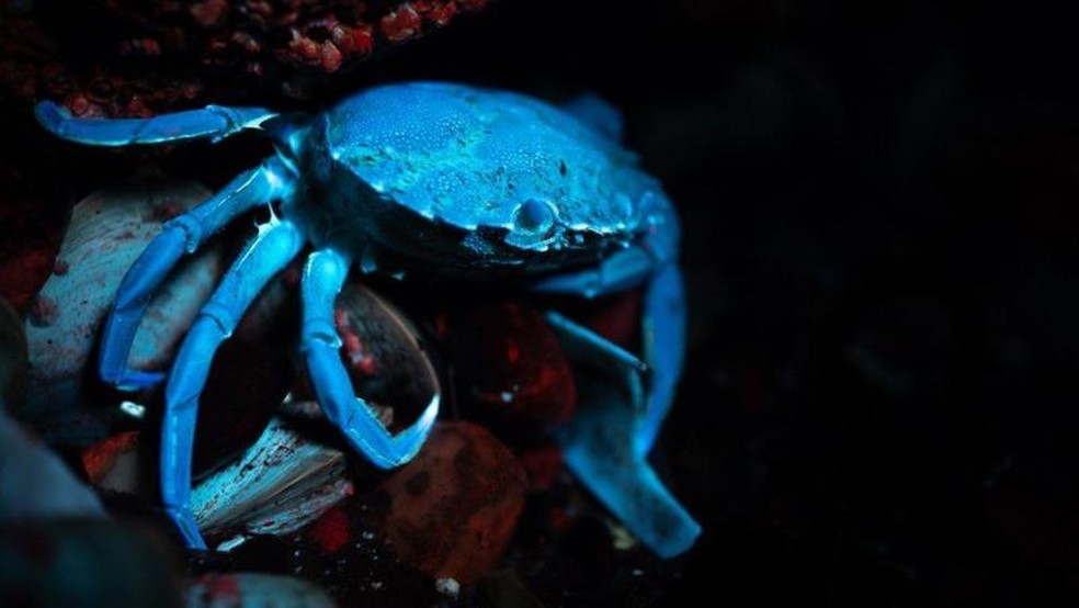 Este caranguejo, encontrado em uma poça de maré perto de Saundersfoot, parece azul — Foto: CORTESIA DE DAVID ATTHOWE via BBC