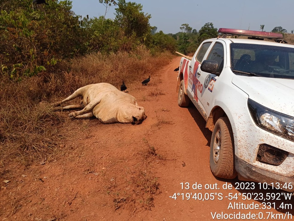 Animais mortos por falta de alimentos foram encontrados nas margens de vicinais em Rurópolis — Foto: Defesa Civil de Rurópolis / Divulgação