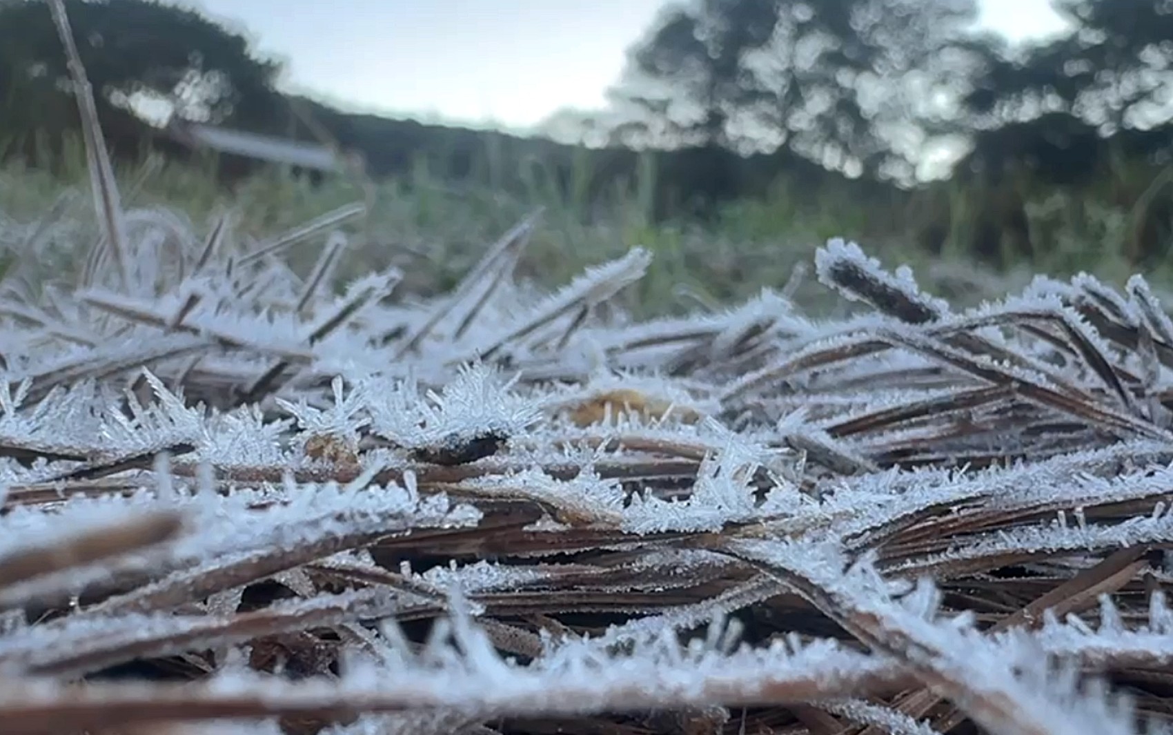 Geada cobre cidades do Sul de Minas e deixa paisagens brancas na manhã desta terça-feira