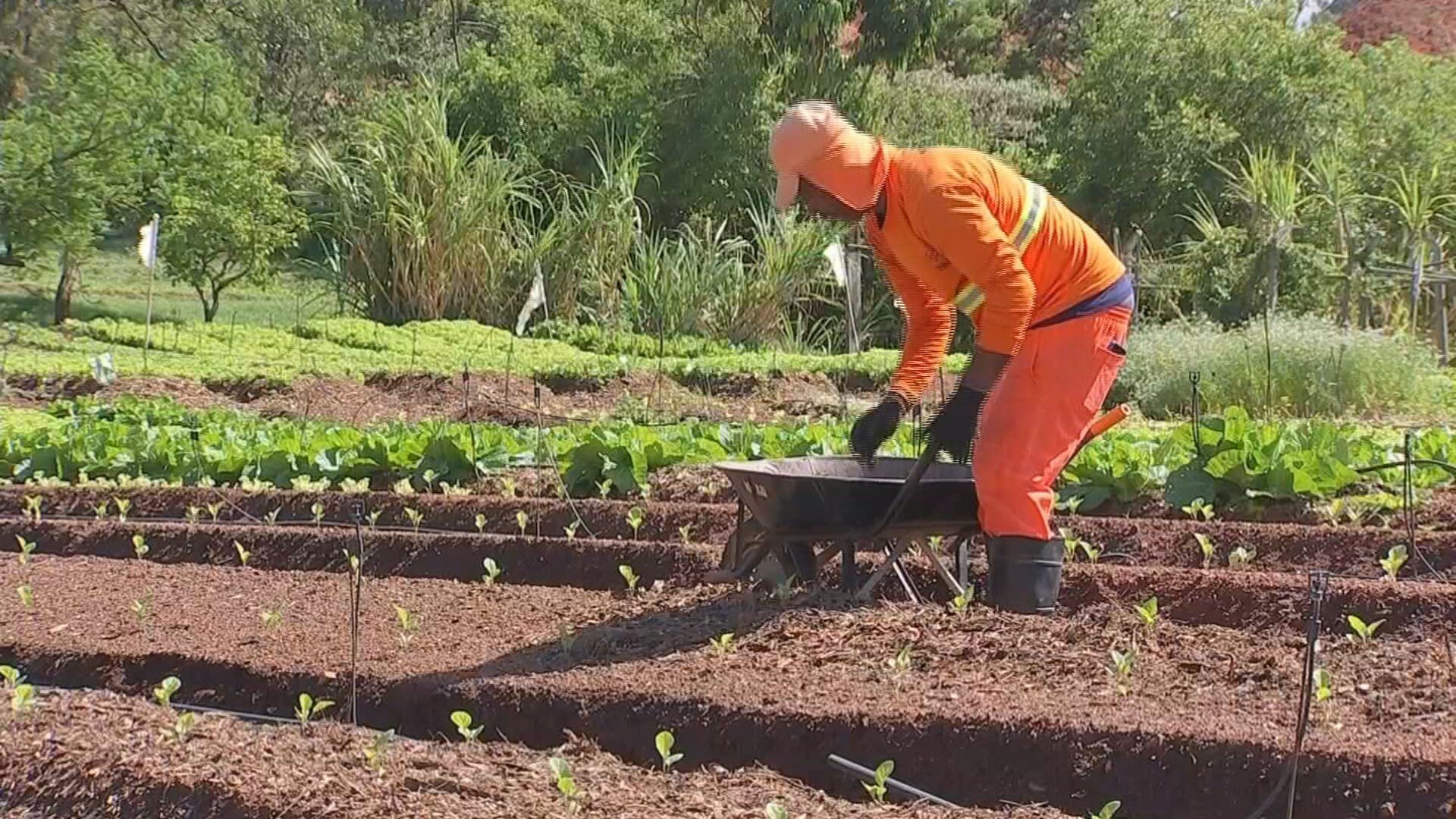 Projeto social transforma reciclagem em alimentos para mais de 600 famílias em Jundiaí