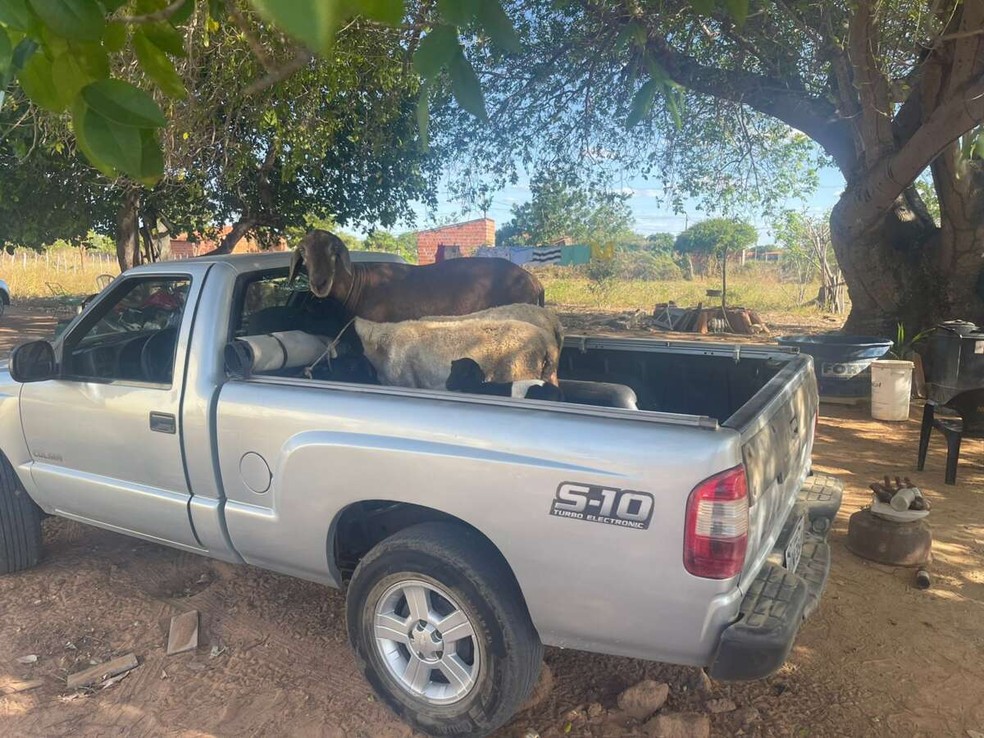 Ovelhas de raça avaliadas em R$ 10 mil são recuperadas cinco meses após serem furtadas de fazenda em Quixadá. — Foto: Polícia Civil/ Divulgação
