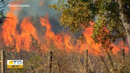 Queimadas no cerrado aumentaram 35% em relação a 2023