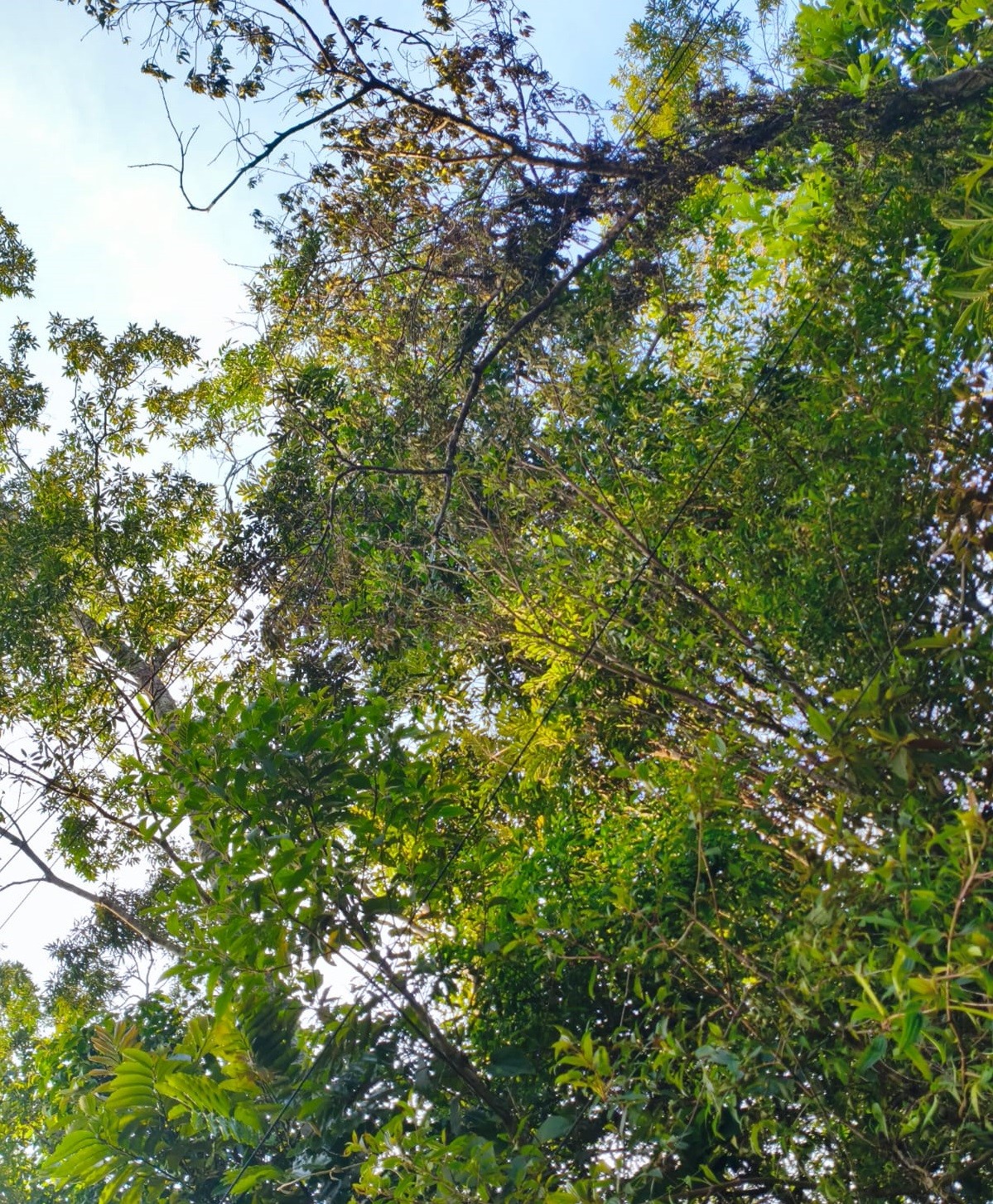 Moradores de Salesópolis e Mogi das Cruzes ficam dias sem energia elétrica após ventania