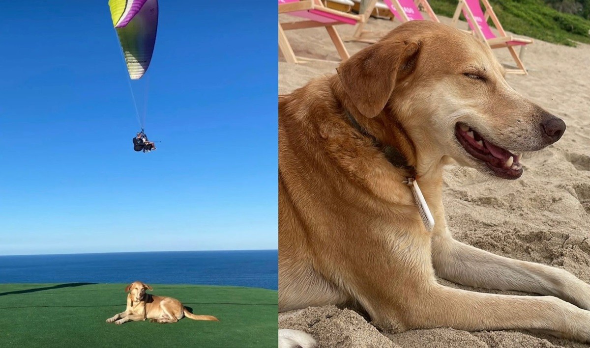 Vira-lata caramelo vira 'influencer' em Balneário Camboriú e acumula milhares de seguidores na internet