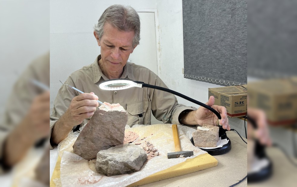 Nava observa rocha com os fósseis do crocodilo, no laboratório do Museu de Paleontologia de Marília — Foto: Willian Nava/Arquivo pessoal
