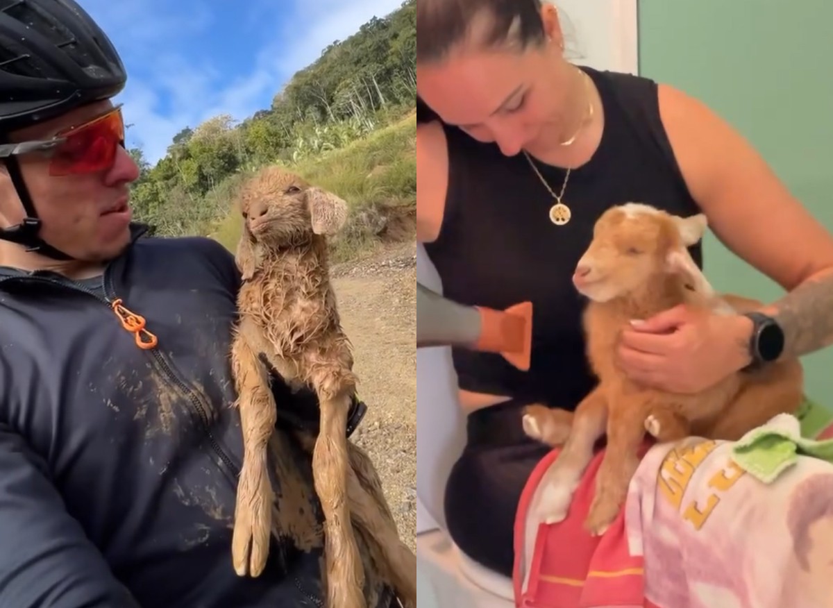Ciclista resgata cabra coberta de lama e tremendo de frio durante treino em SC e viraliza: 'Vou te levar para casa'