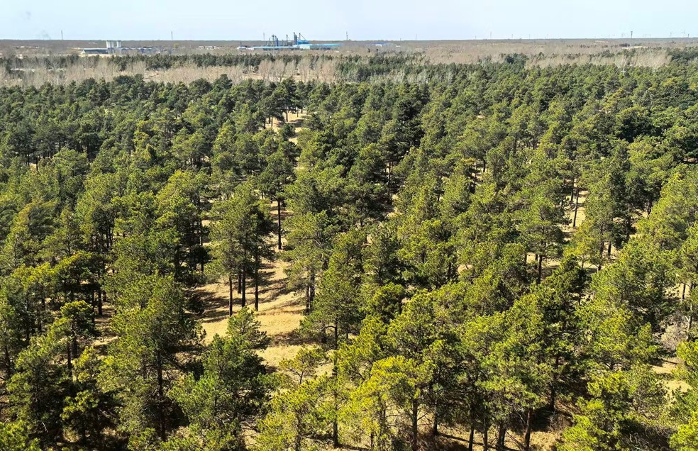 Área reflorestada às margens do deserto de Taclamacã, na China, com árvores de médio porte após décadas de plantio. — Foto: Le Yu/Universidade Tsinghua