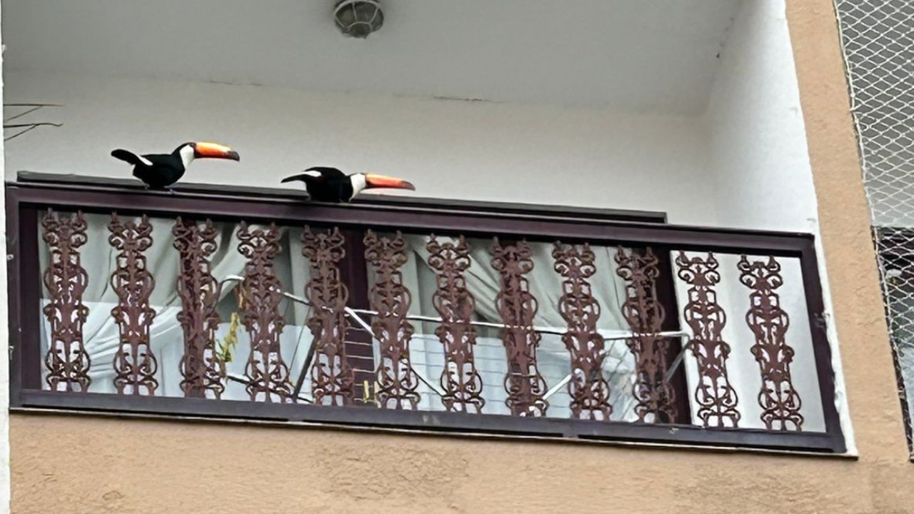 VÍDEO: tucanos 'visitam' moradores de condomínio na Grande SP