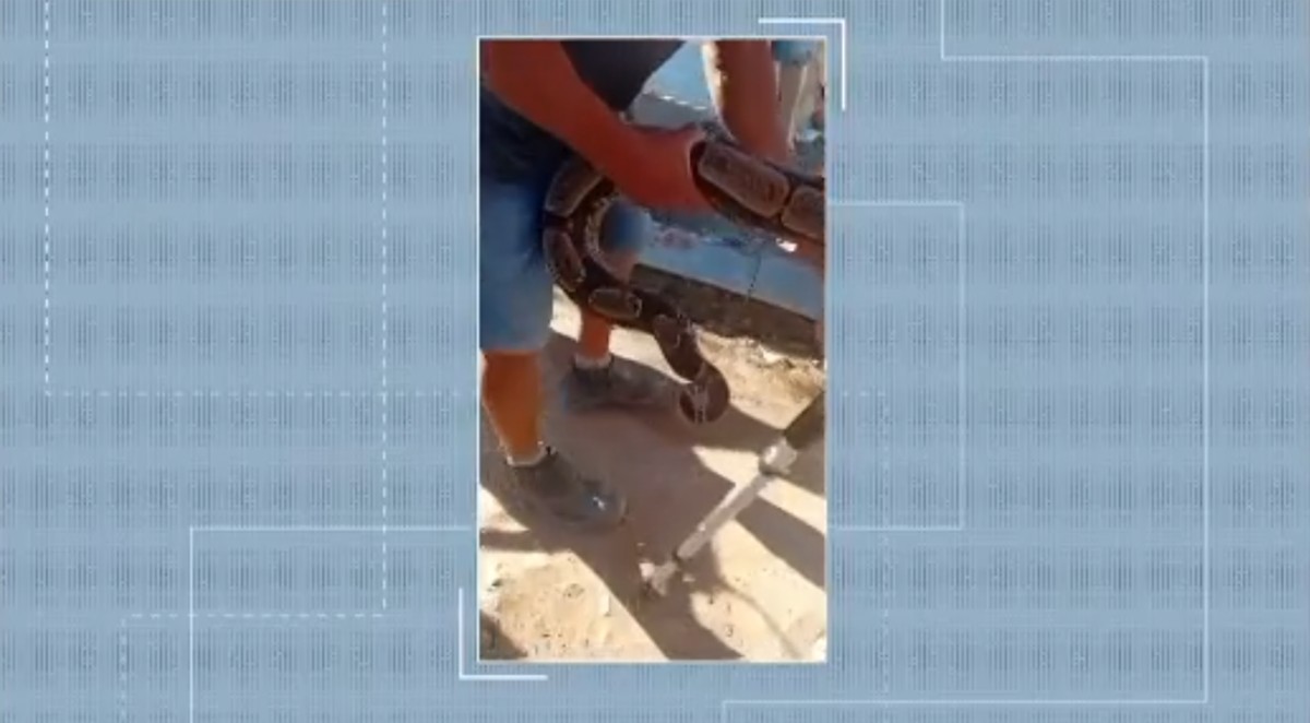 Jiboia de 2 metros é capturada por moradores em Arapiraca (AL)