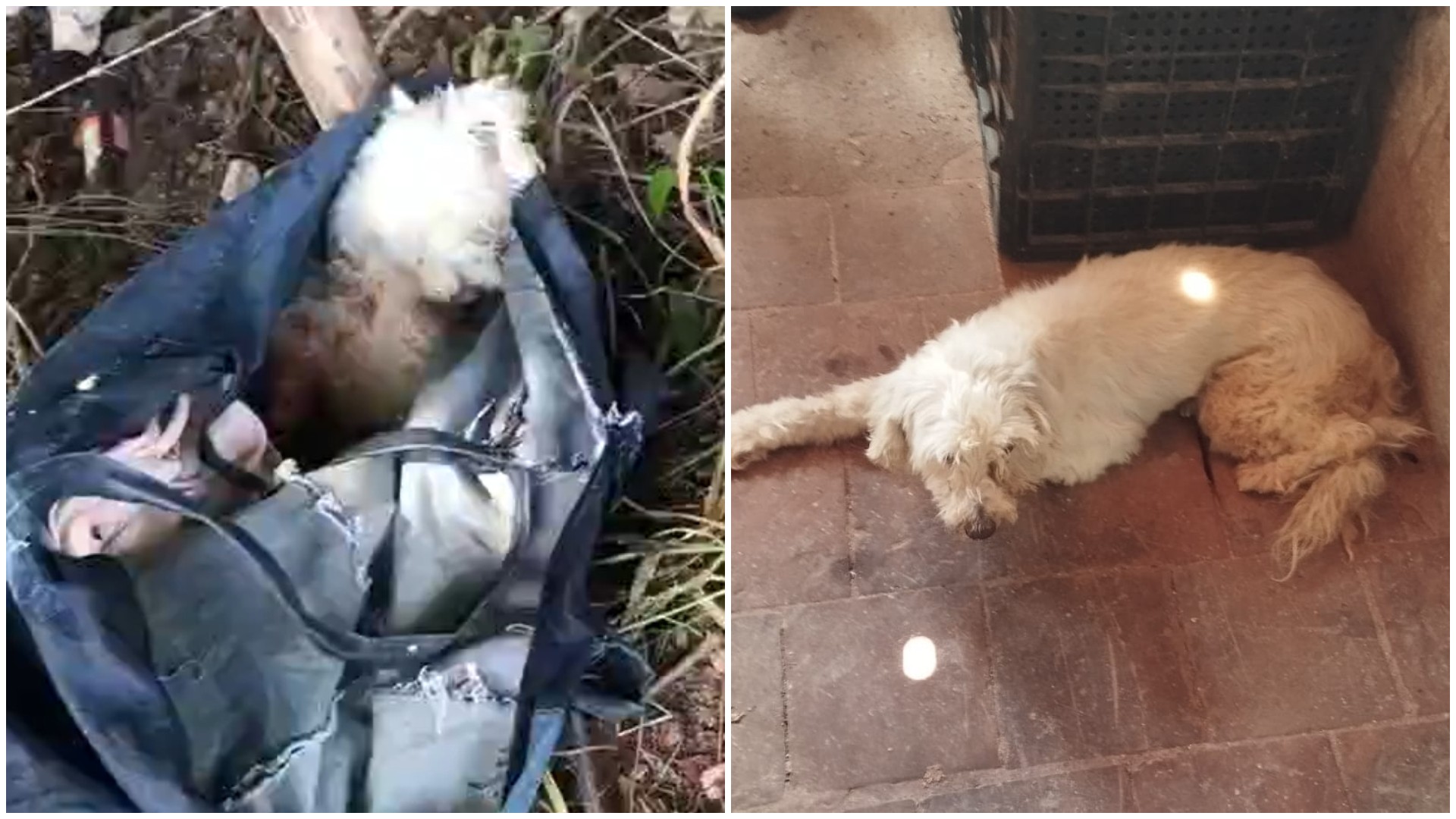 Vídeo: Cadela é abandonada em mata dentro de sacola com patas amarradas, no Crato