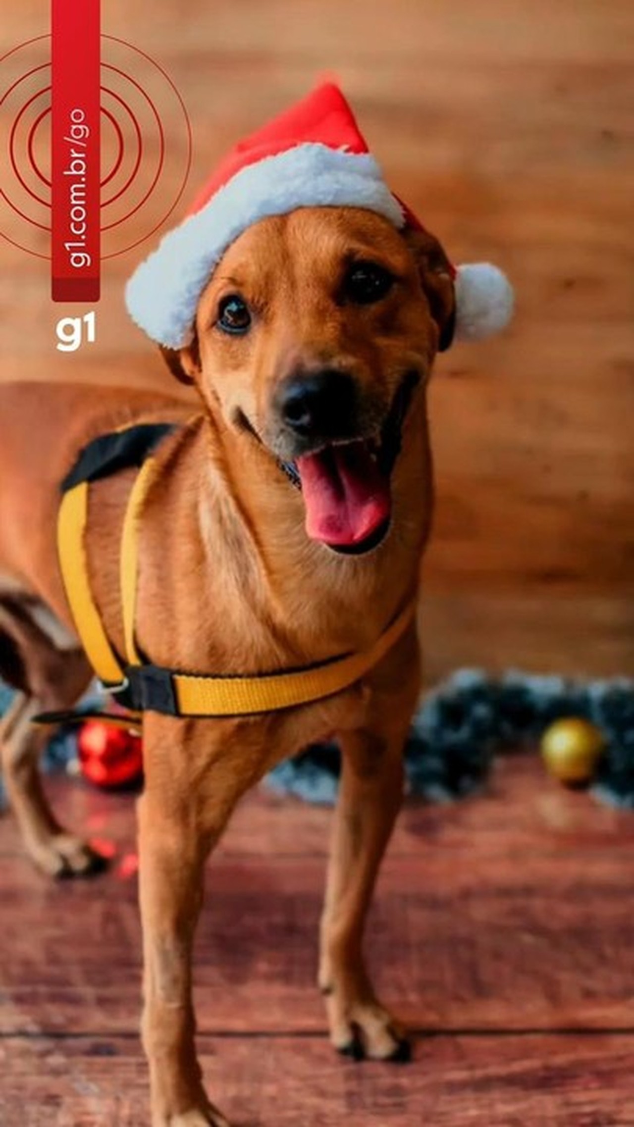 Após se comover com história de cão rejeitado em feiras de adoção, Graciele Lacerda o busca em abrigo; vídeo