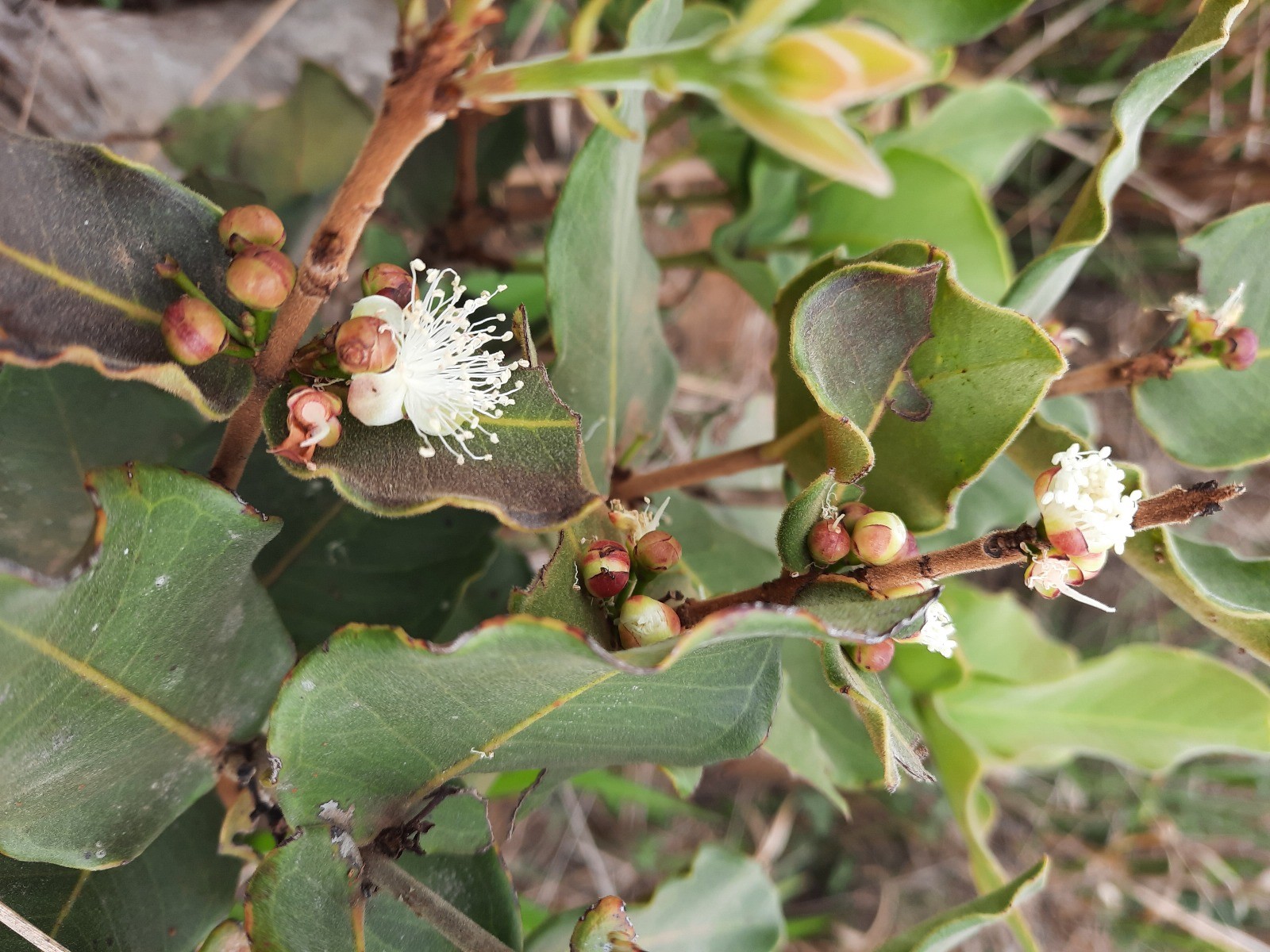 Prima da pitanga, mas pouco saborosa: conheça a planta descoberta em Salto de Pirapora e que vai 'morar' no Jardim Botânico de Sorocaba