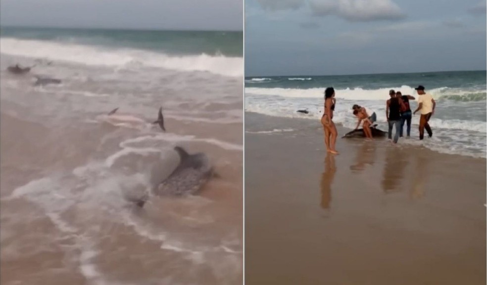 Golfinhos encalharam na praia da Redinha Nova, na Grande Natal — Foto: Reprodução