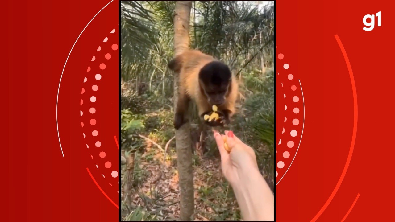 Vídeo: Turista é multada em R$ 4,8 mil após dar salgadinho para macaco e postar nas redes sociais