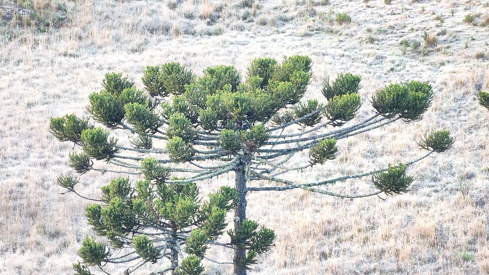Amanhecer em S?o Joaquim, na Serra de Santa Catarina ? Foto: Mycchel Hudsonn Legnaghi/S?o Joaquim Online
