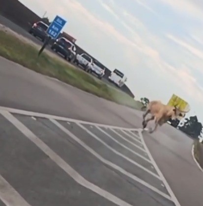 Polícia investiga farra do boi após animal ser encontrado solto na BR-101 em SC; VÍDEO
