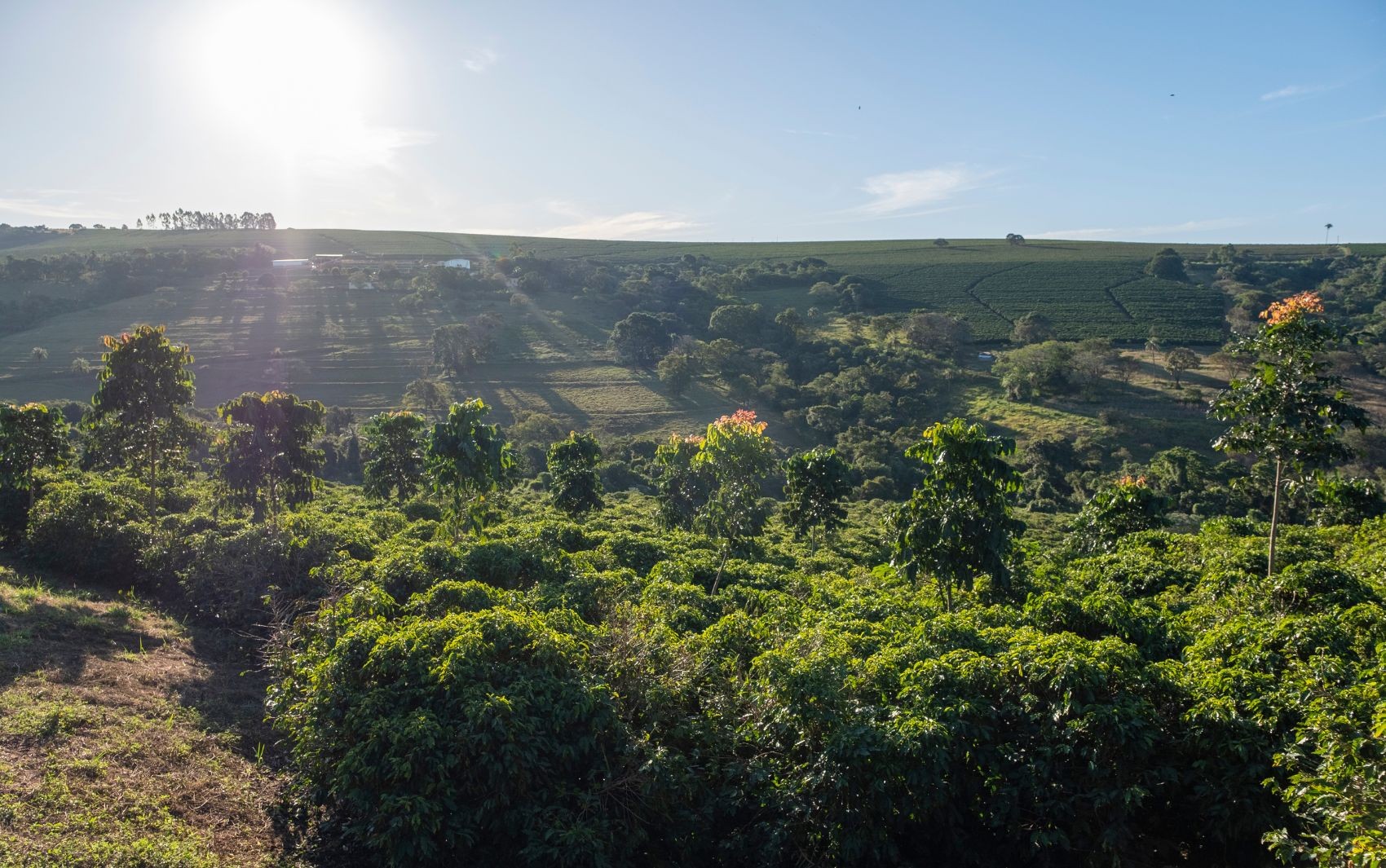 Entenda o que é agricultura regenerativa e por que técnica é aposta para o futuro do café