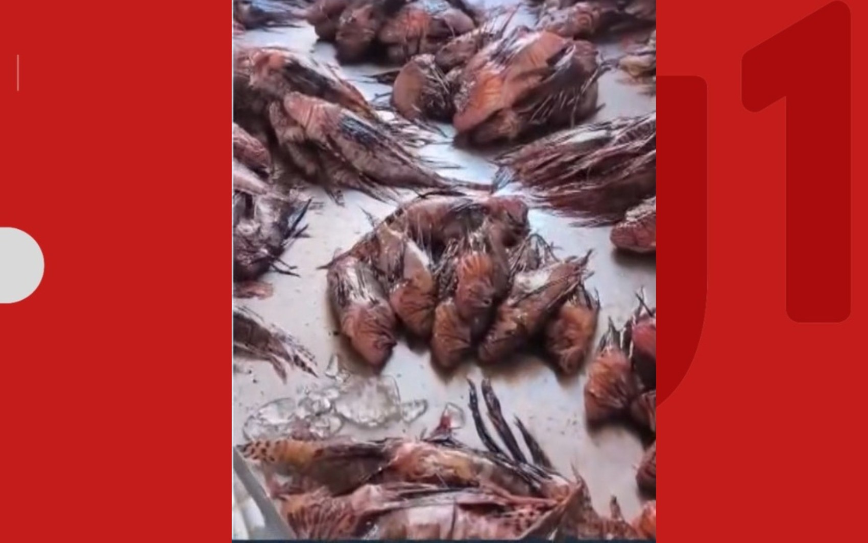 Mais de mil peixes que ameaçam a biodiversidade são capturados em dois meses no extremo sul da Bahia
