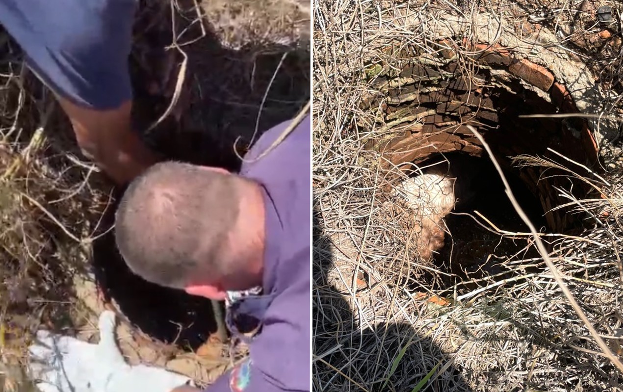 VÍDEO: cachorro é resgatado após ficar preso em tubulação de esgoto no interior de SP 