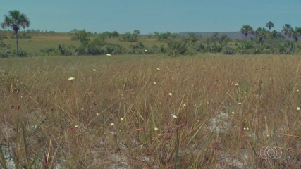 Confira o giro de notícias do agro para todo estado