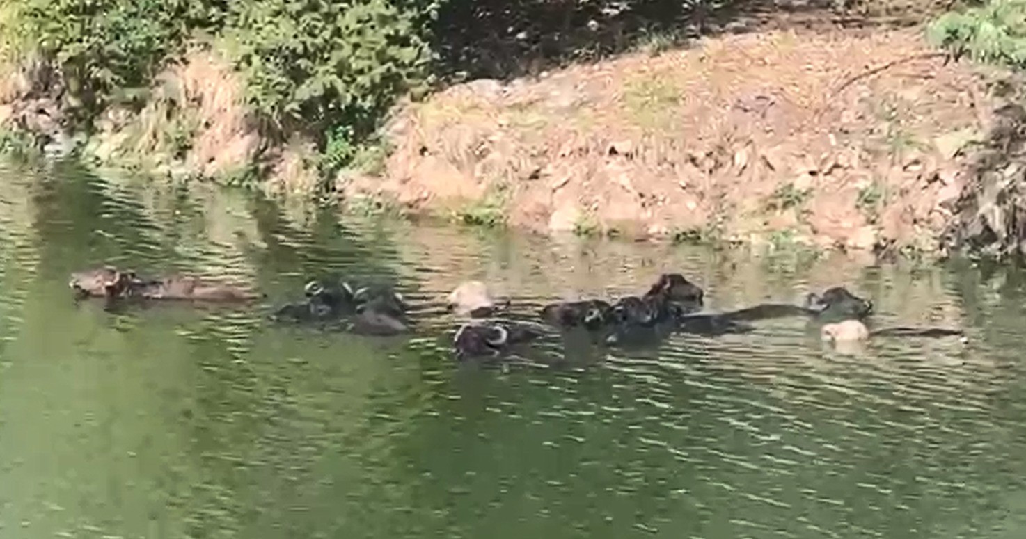 VÍDEO: Grupo de búfalos é visto tomando banho no Rio Pinheiros, na região de Santo Amaro, em SP