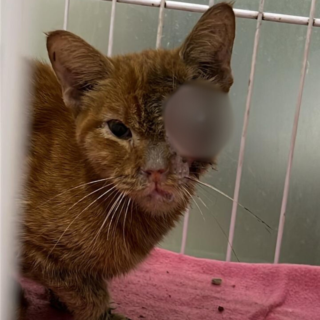 Morte de gata que ficou internada na Hospital Veterinário da UFU gera embate entre clínica e tutora
