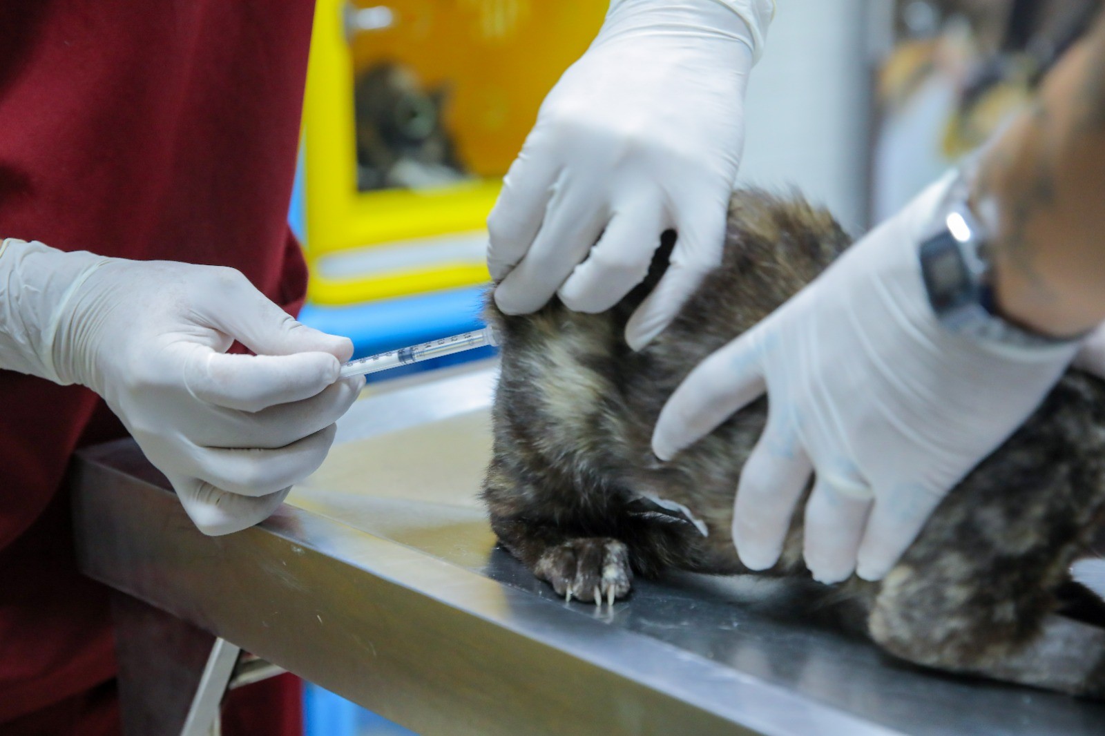 Programa do Bem-Estar Animal da ALERR alerta para riscos de automedicação em pets