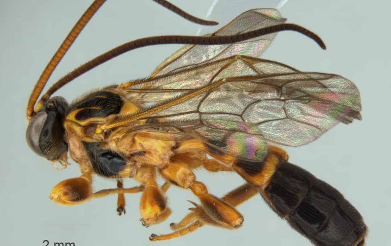 Pesquisador identifica nova espécie de vespa que passa parte da vida dentro de lagarta na Serra do Japi em Jundiaí