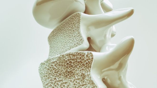 Linhaça e amora podem ser aliadas naturais contra as consequências da menopausa, aponta estudo em MG