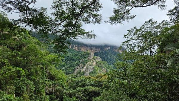Mata Úmida do Planalto da Ibiapaba, no Parque Nacional de Ubajara — Foto: Fábio Nunes