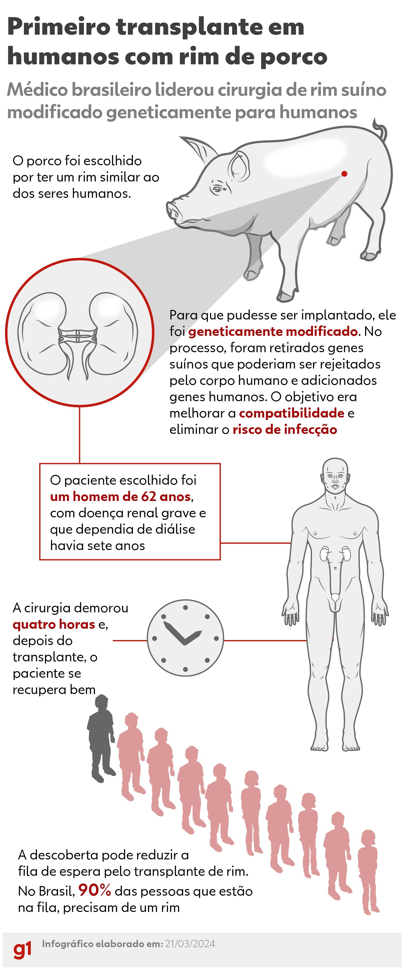 Entenda por que porcos são a espécie considerada mais viável para transplante em humanos