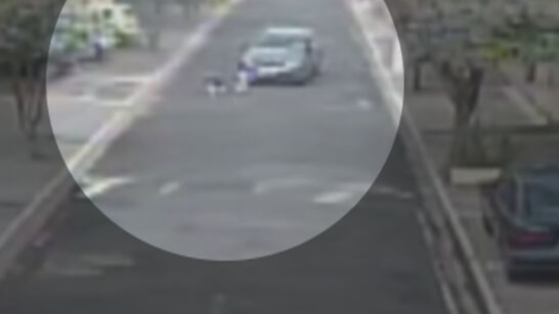 Vídeo flagra momento em que motorista mata cachorra atropelada e sai sem prestar socorro em Rio Preto