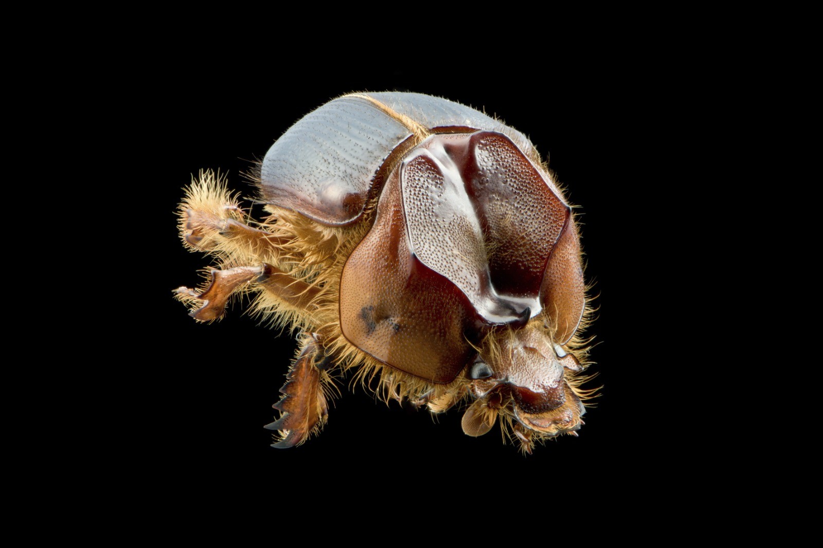 Você Não Tá Convidada pro Meu Bat Mitzvá!